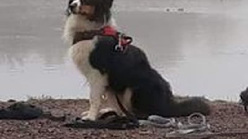 Nord-Dog — photo