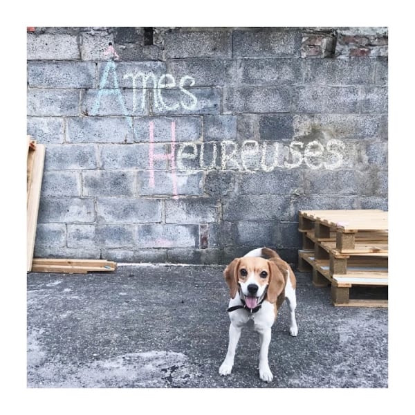 La Gamelle de Colette - éducateur comportementaliste canin, cynologiste & conseils en nutrition — photo
