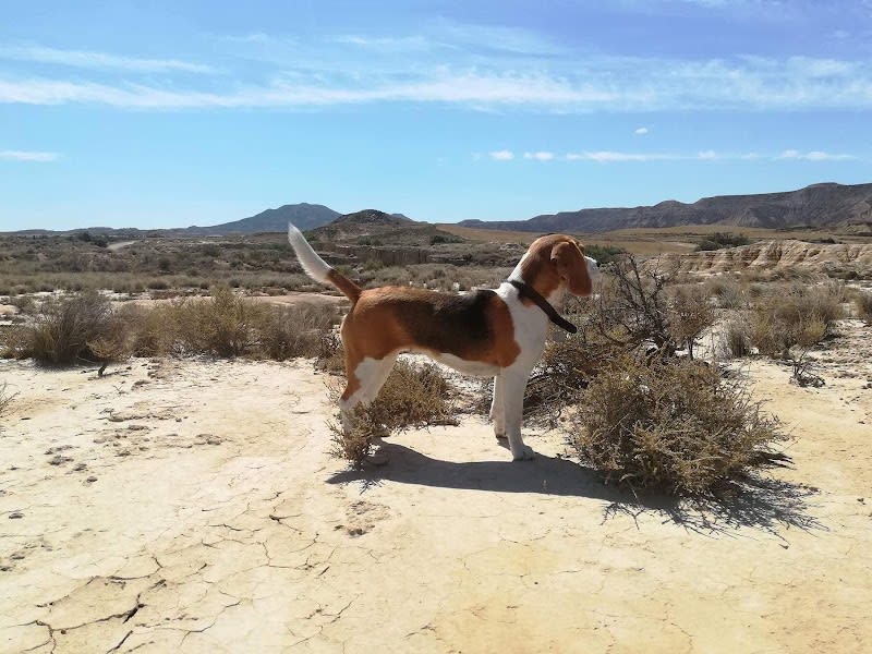La Gamelle de Colette - éducateur comportementaliste canin, cynologiste & conseils en nutrition — photo