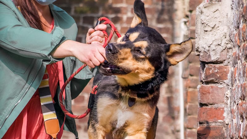 D et Dog Educateur Canin — photo