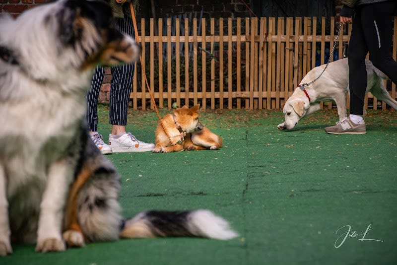D et Dog Educateur Canin — photo