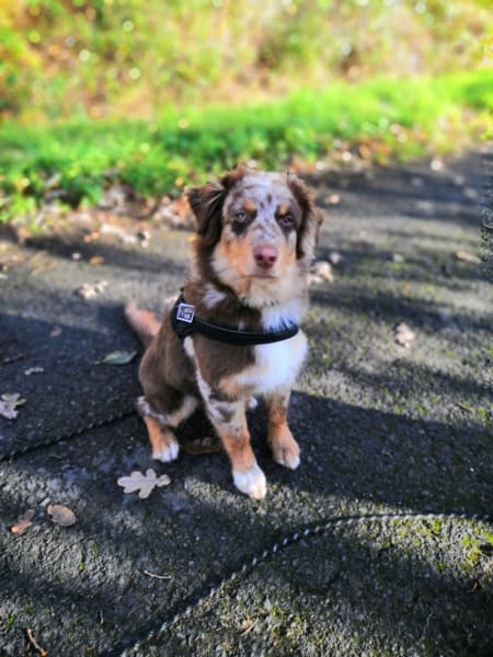Dog S cool — photo
