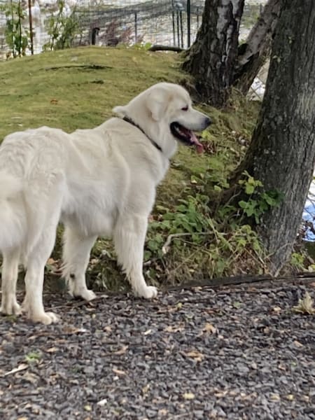 Dog S cool — photo