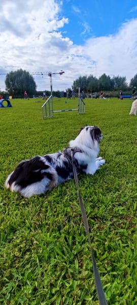 Club d'Education et d'Activités Canines de Wavrin — photo