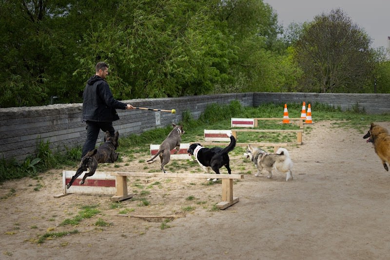 Parc à chien — photo