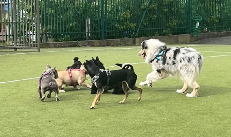 Parc Canin des Puces de Saint-Ouen — photo
