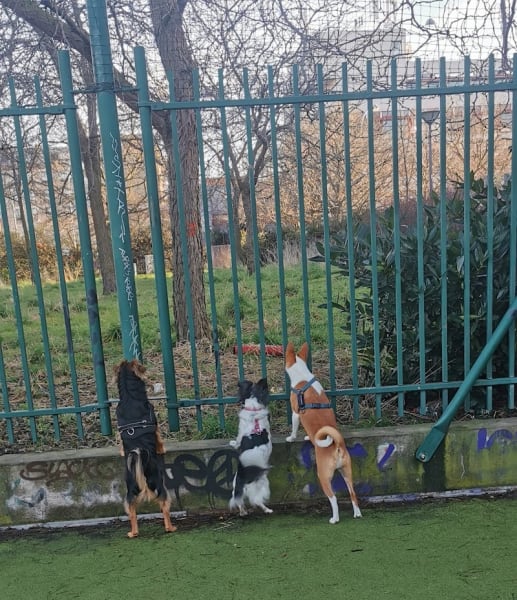 Parc Canin des Puces de Saint-Ouen — photo