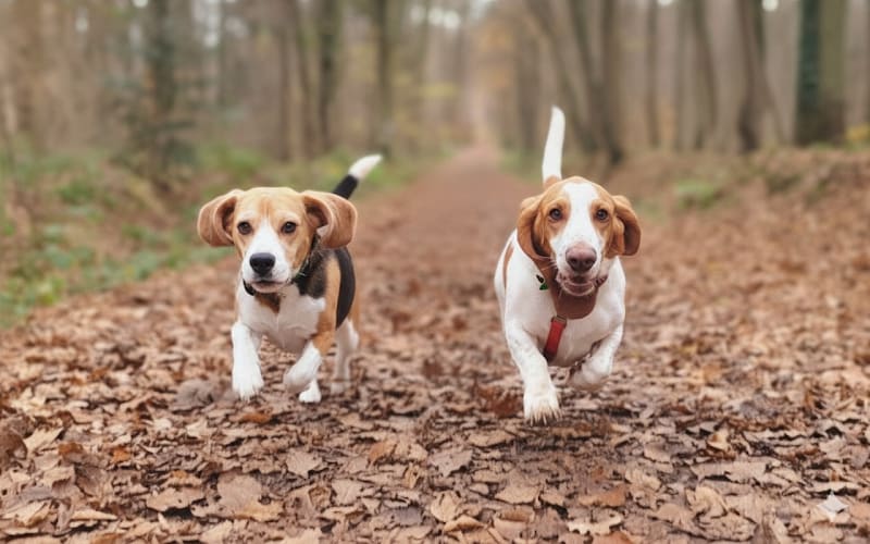 Ludi'canin - Aventures pour chiens & confort pour chats — photo