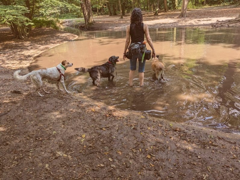 Ludi'canin - Aventures pour chiens & confort pour chats — photo