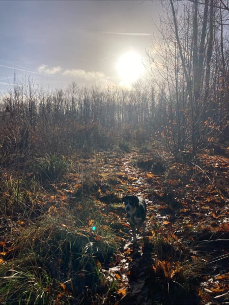 Promeneur / Educateur Canin / Balades en forêt, Hugo Collas — photo