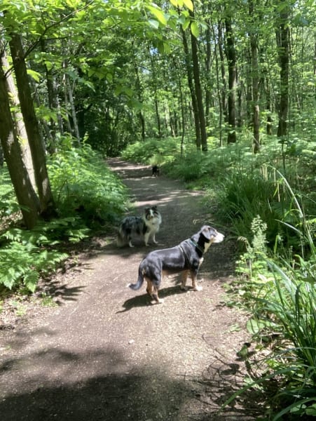 Promeneur / Educateur Canin / Balades en forêt, Hugo Collas — photo