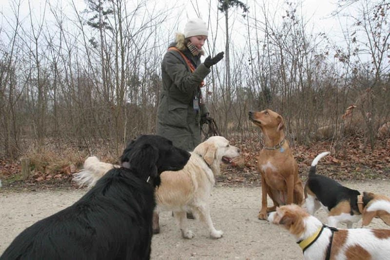 Doggies et Compagnie — photo
