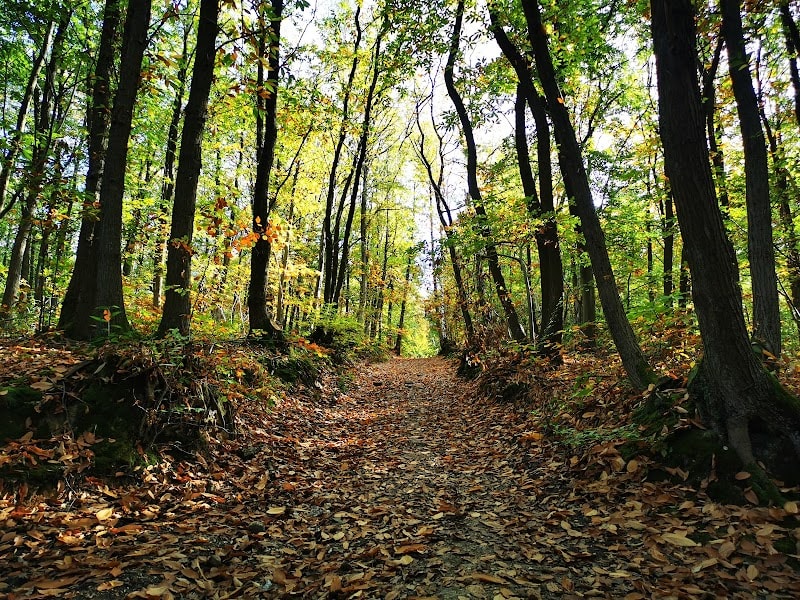 Forêt domaniale de Fausses-Reposes — photo