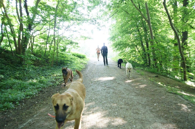 The Pet Sitter — photo