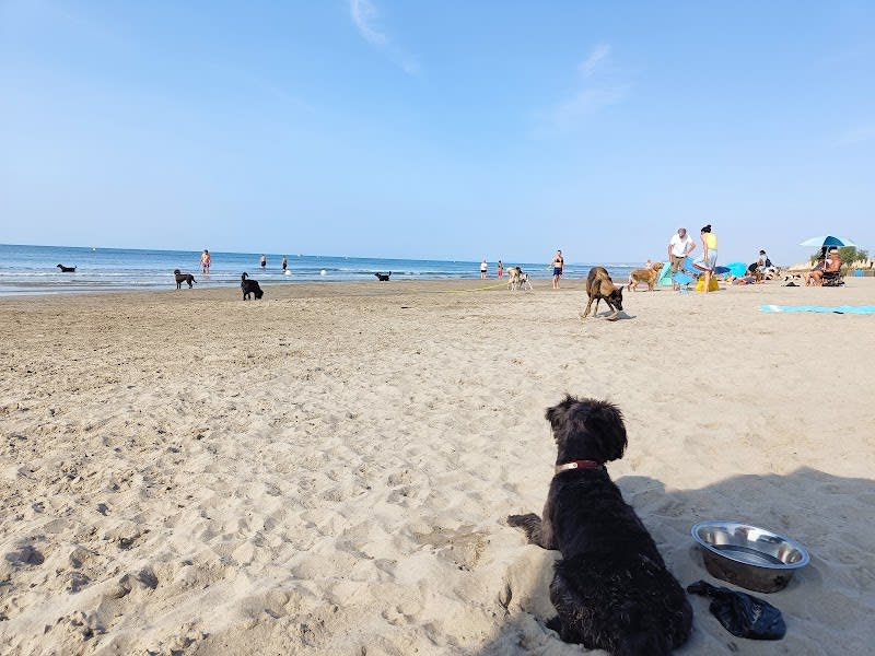 Plage dog friendly — photo