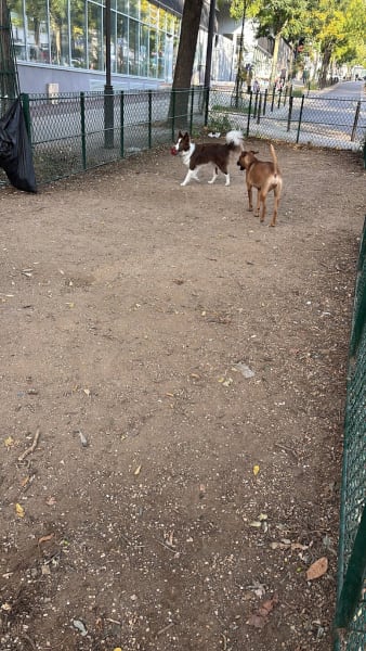 Espace pour chiens — photo