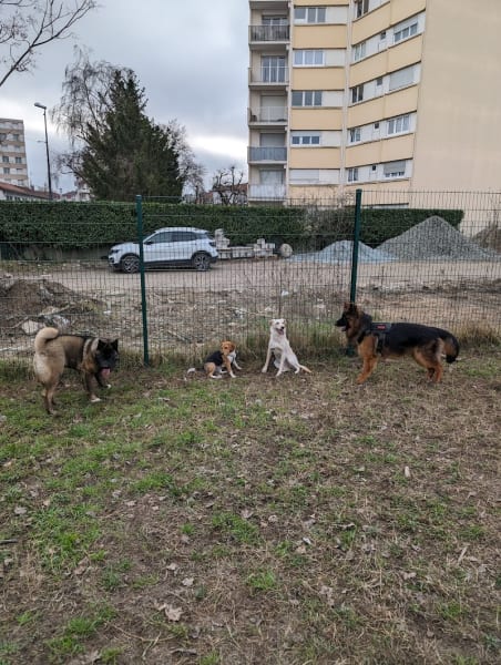 Parc à chien Croix-Luizet — photo