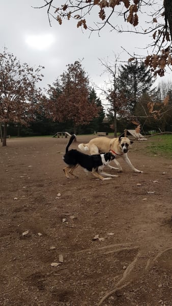 Parc aux chiens — photo