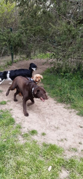 Parc aux chiens — photo