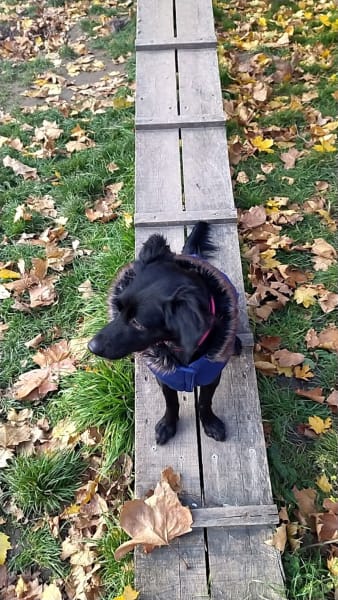 Parc canin — photo