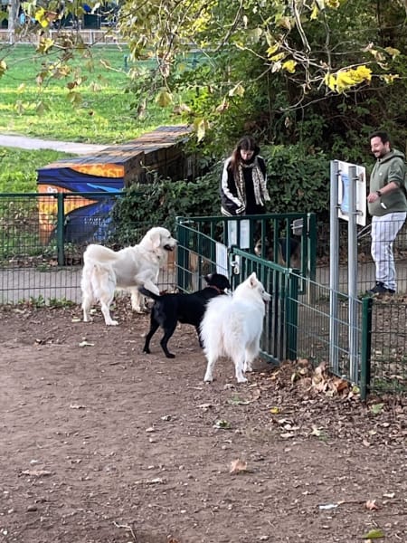 Parc à chien — photo