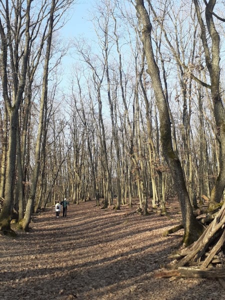 Bois de Serre — photo