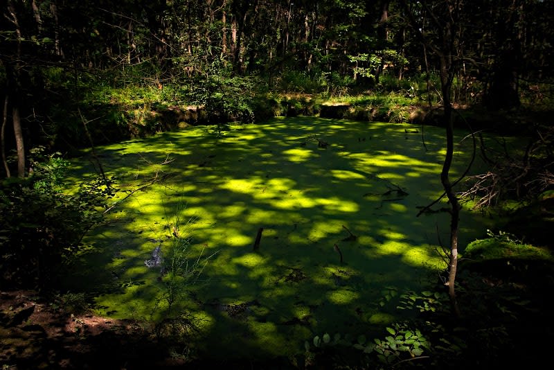 Bois de la Lune — photo