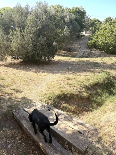 Espace canin — photo