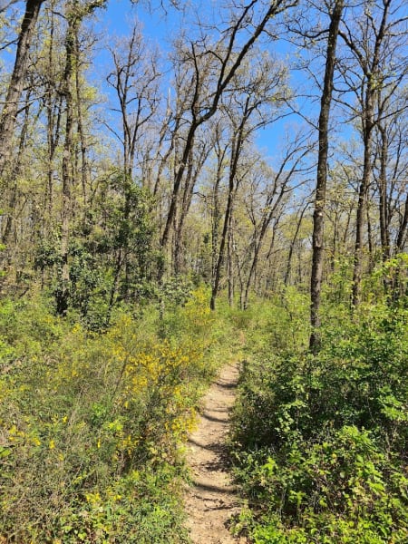Forêt la Paderne — photo