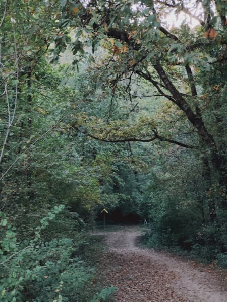 Forêt Montberon — photo
