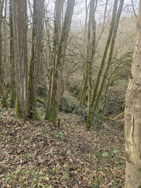 Forêt Montberon — photo