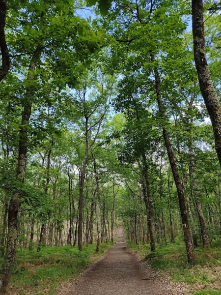 Forêt de Buzet — photo