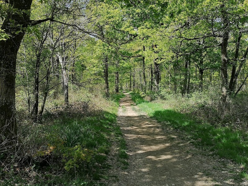 Forêt de Bouconne — photo