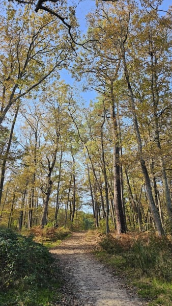 Forêt de Bouconne — photo
