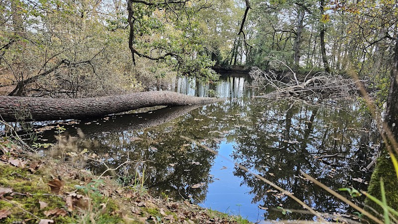 Forêt de Bouconne — photo