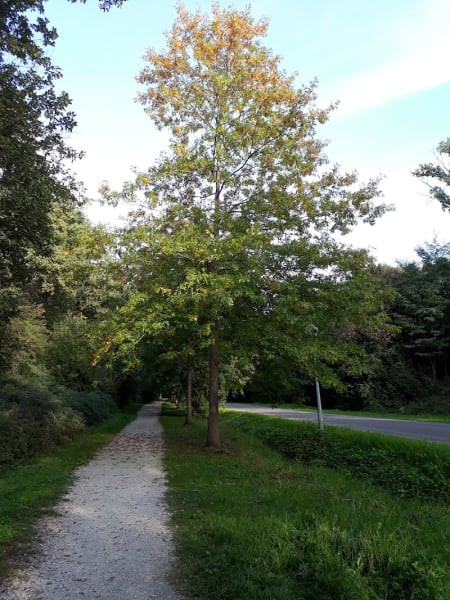 Bois de la Linasse — photo