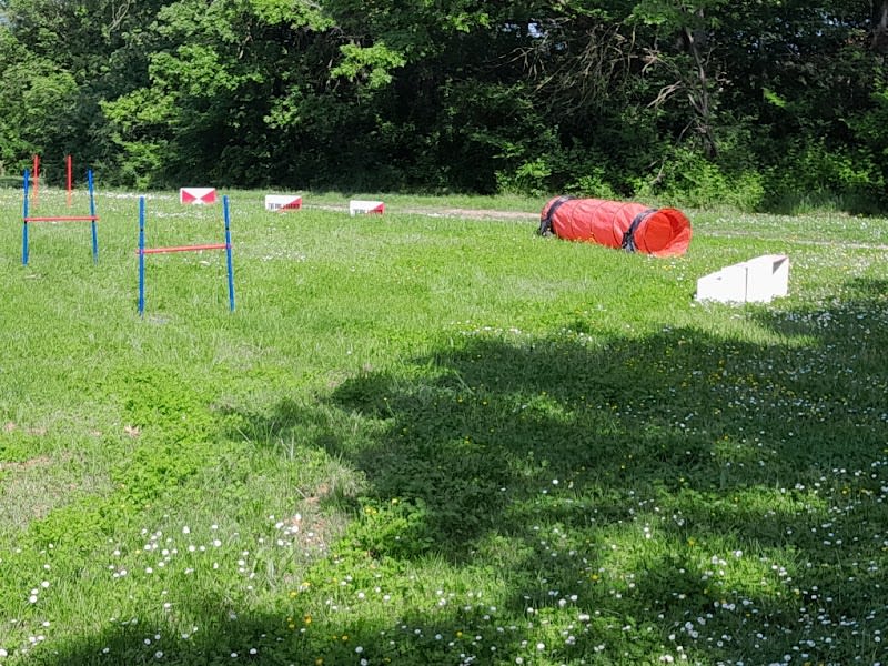 The Dog's Garden — photo