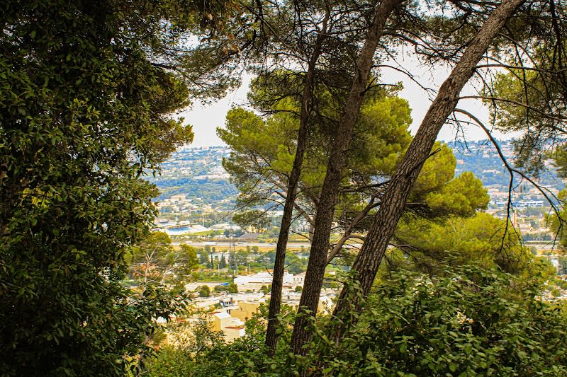 Forêt des Pugets à Saint-Laurent-du-Var — photo