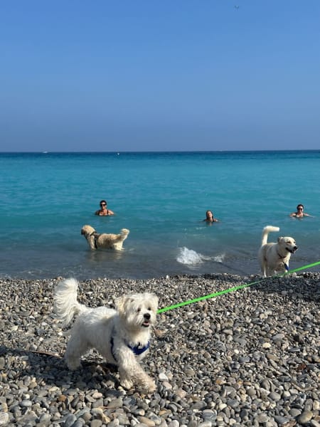 Plage de Brigitte Bardot — photo