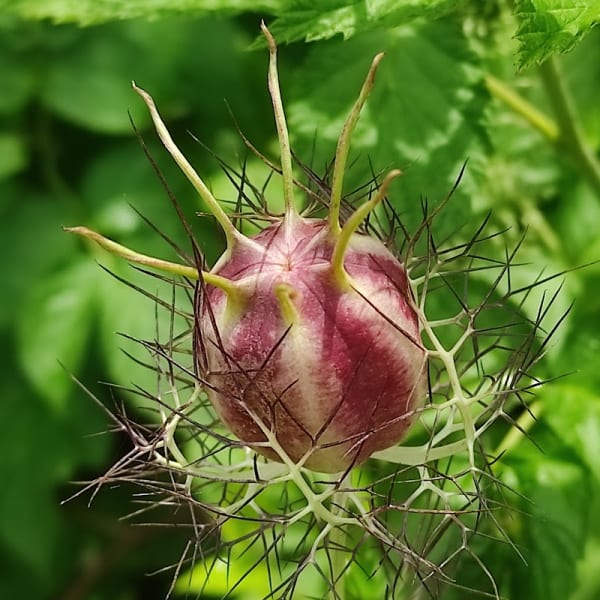 Parc Potager de la Fournilière — photo