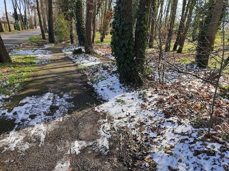 Forêt — photo