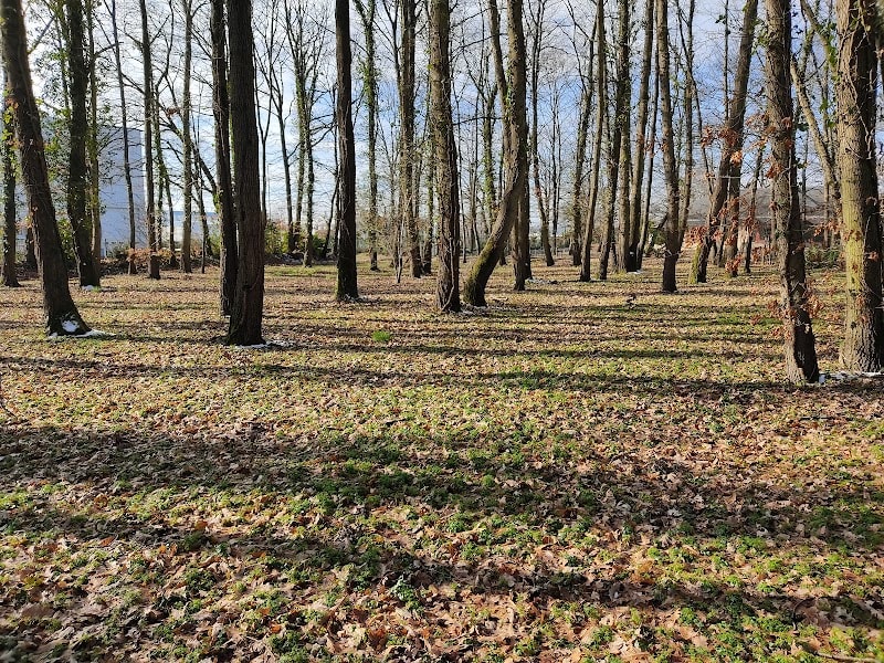 Forêt — photo