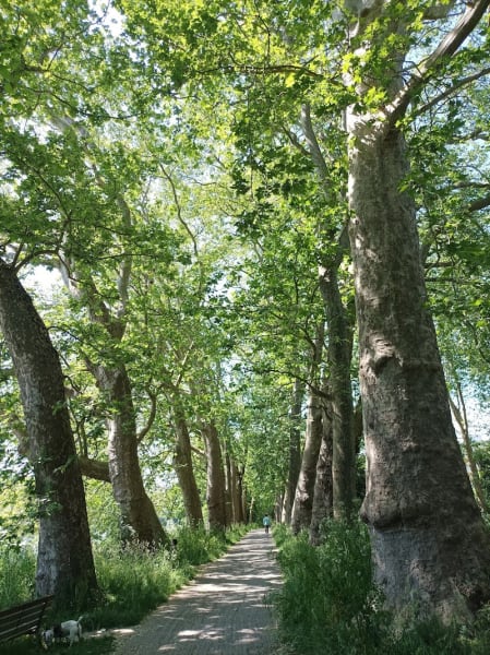 Les Platanes de La Sèvre — photo