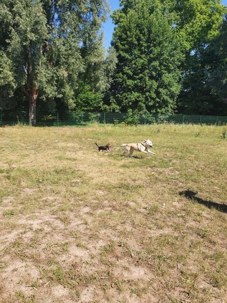 Aire d'ébats canins — photo