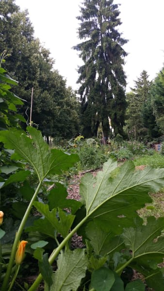 Jardin partagé Le Lombric Hardi — photo