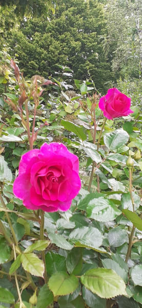 Jardin des senteurs et du toucher — photo