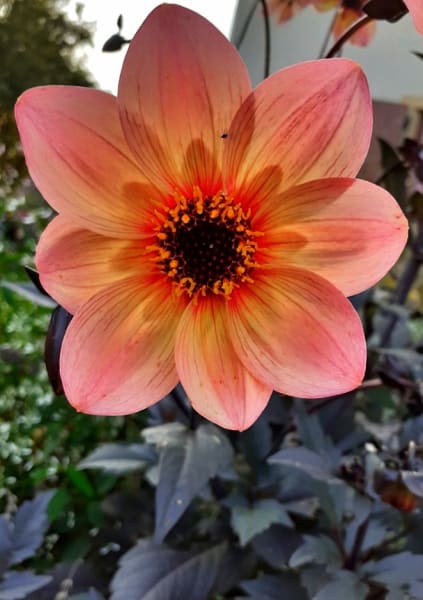 Jardins familiaux Schulmeister — photo