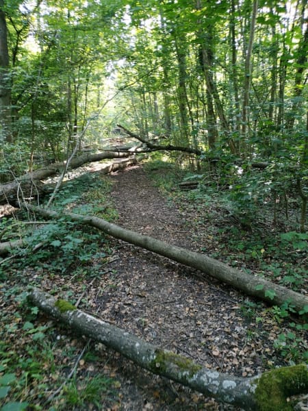 Réserve naturelle nationale du massif forestier de Strasbourg-Neuhof/Illkirch-Graffenstaden — photo