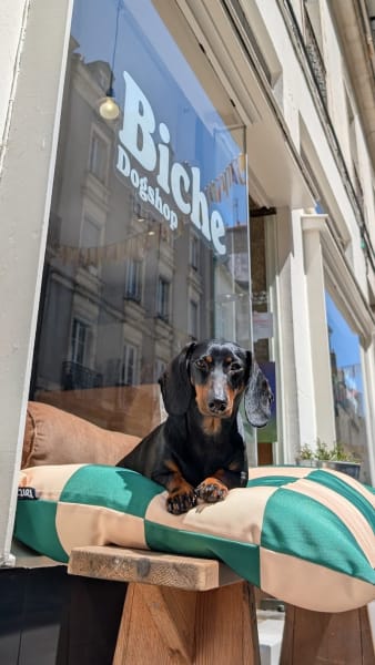 Biche dogshop — photo