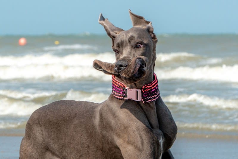 Dog XL Fashion par Marie Walther — photo